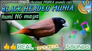 BLACK HEADED MUNIA /HUNI NG PULANG MAYA #ChestnutMunia #Huntsman