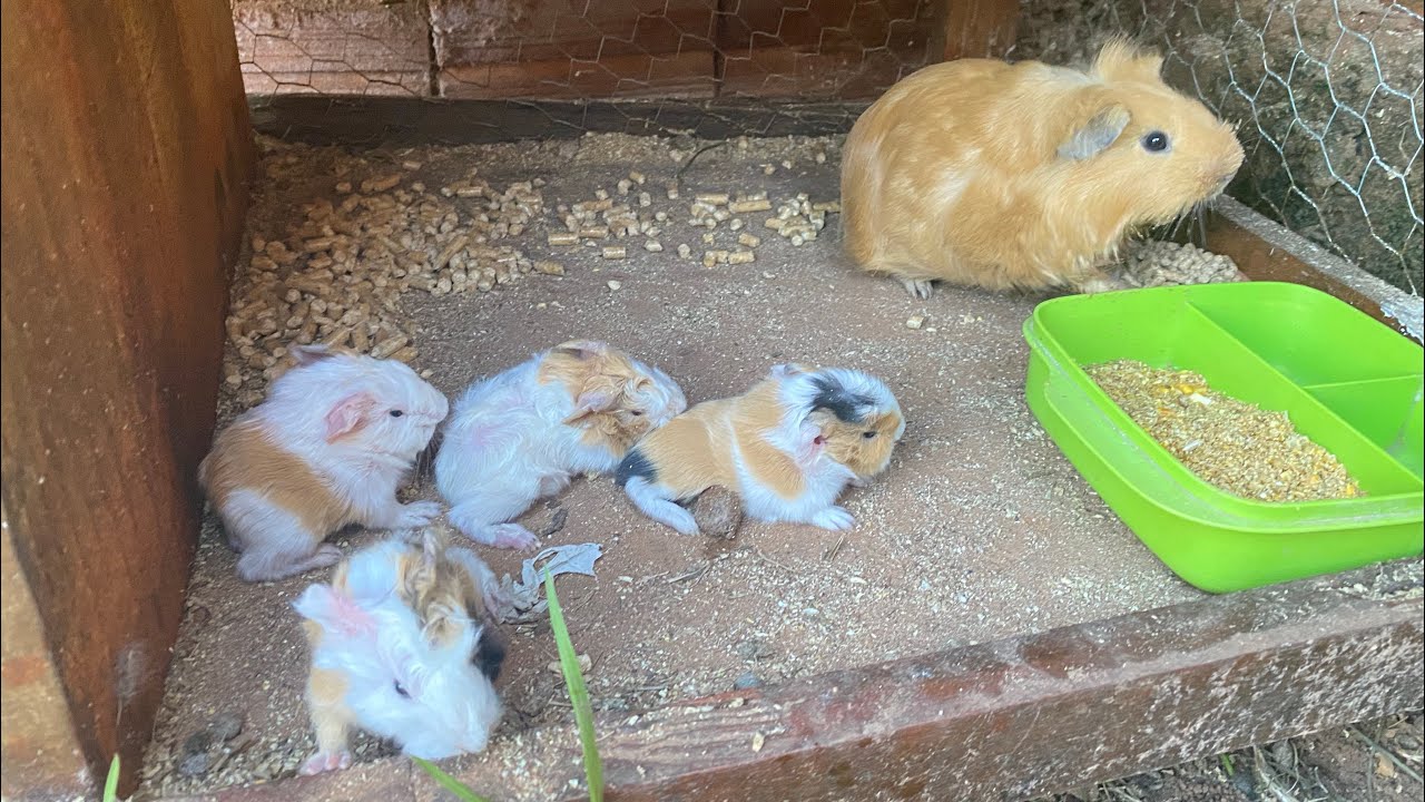 PORQUINHOS DA INDIA NASCERAM PREMATUROS OQUE FAZER?OQUE FAZER APOS NASCIMENTO DE PORQUINHOS DA INDIA