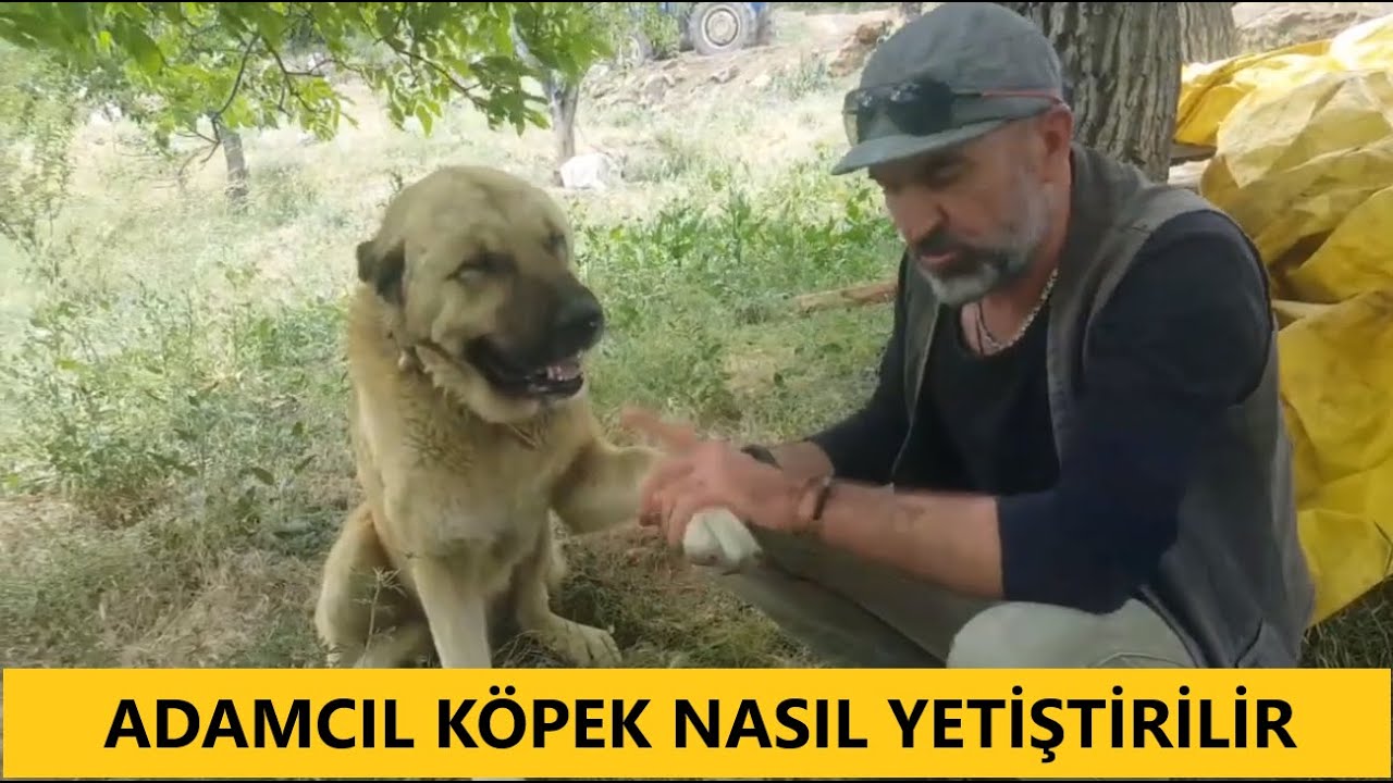 Kopeginizi Nasil Adamcil Yaparsiniz Adamcil Kopek Nasil Normallestirilir Youtube