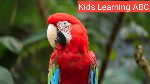 Animal Sounds for Children (20 Amazing Animals)