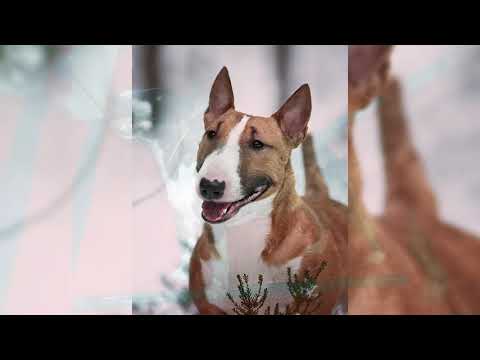 Video: Raza De Perro Bull Terrier Miniatura Hipoalergénico, Salud Y Vida útil