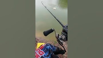 Cao thủ câu cá lóc mồi nhái thật | Tâm Râu Vlog #shost