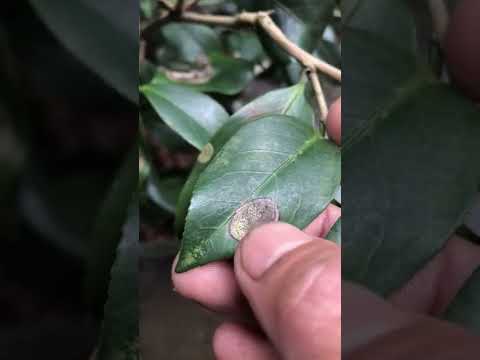 Video: Bệnh đốm lá trên cây: Cách trị bệnh nấm đốm lá