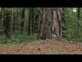 Pine forest. Slider shot. Free stock footage.