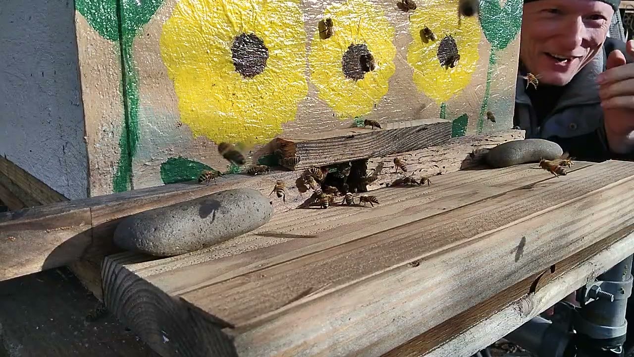 Best Way To Get Free Pollen For Honey Bees 1/10/26