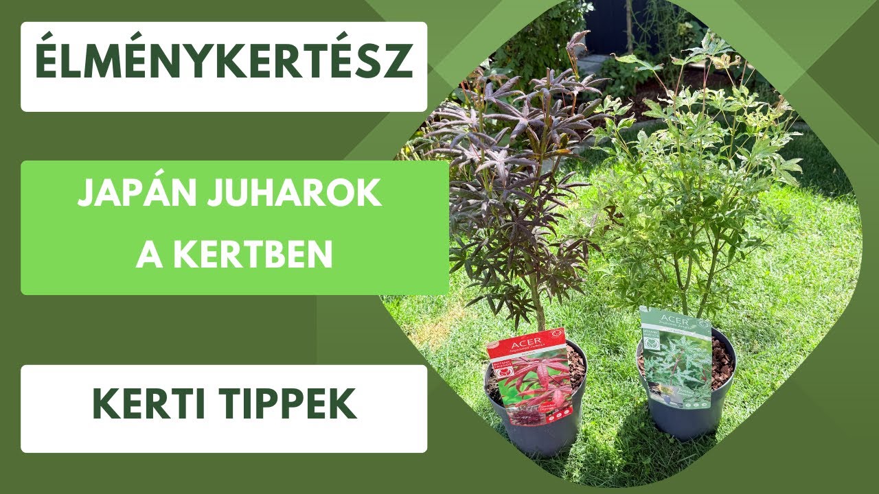 Japán juharok a kertben!🏡 Újabb két különleges fajta érkezett.🍁
