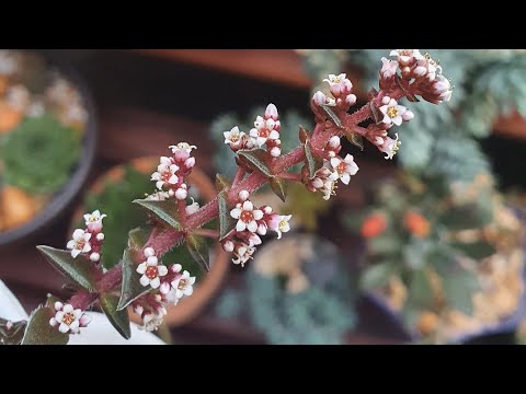 Vídeo: Minha suculenta está florescendo - o que fazer com uma planta suculenta florescendo