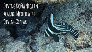 Scuba Diving Doña Nica in Xcalak, Mexico with Diving Xcalak - 4K 🎵 Sun Models - Odezsa