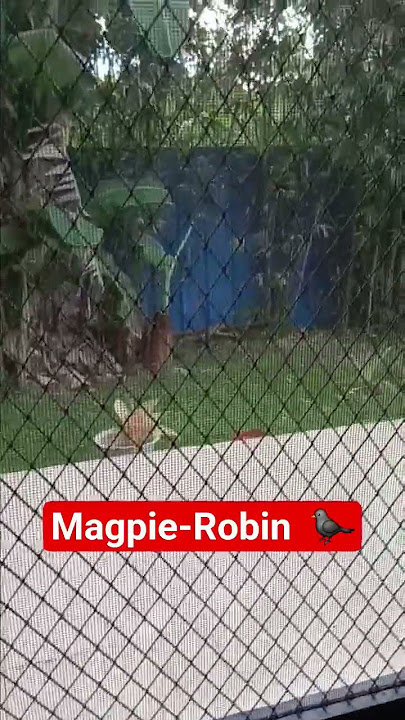 Magpie-Robin #shorts #bird #youtubeshorts #youtubefeed #shortsvideo #shortsviral #fyp