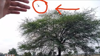 My parrot flying on trees #video #like #subscribe #viral #trending