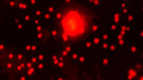 REP: Particle adhesion with DC voltage