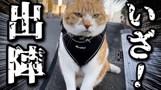 元野良猫の散歩にお供してみたI Went For A Walk With An ExHomeless Cat!