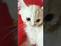 صوت خرخره القطط Kitty Kitten 