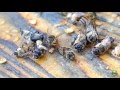 Honey Bee Behavior, Drone Evictions In Spring Varroa Resistant Hygienic Behavior