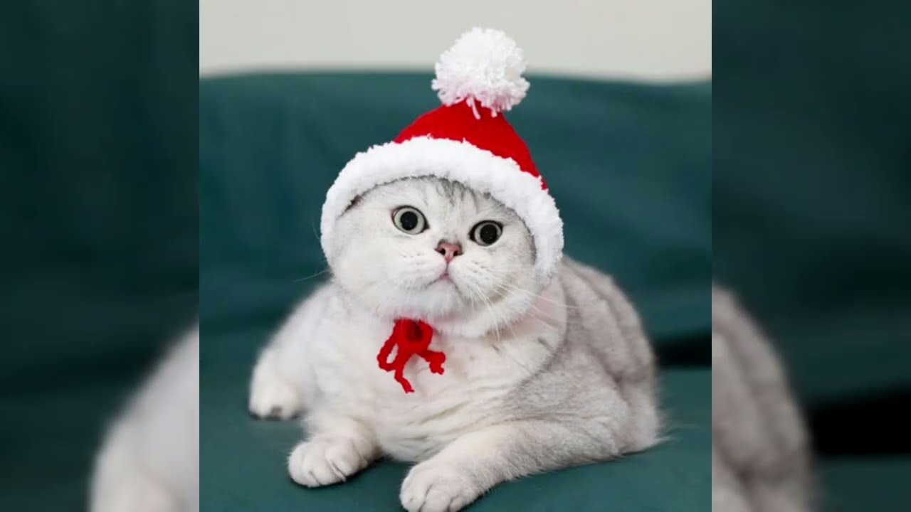 Baby Cats - Cute and Funny Cat Videos Compilation | Funny Animals Network