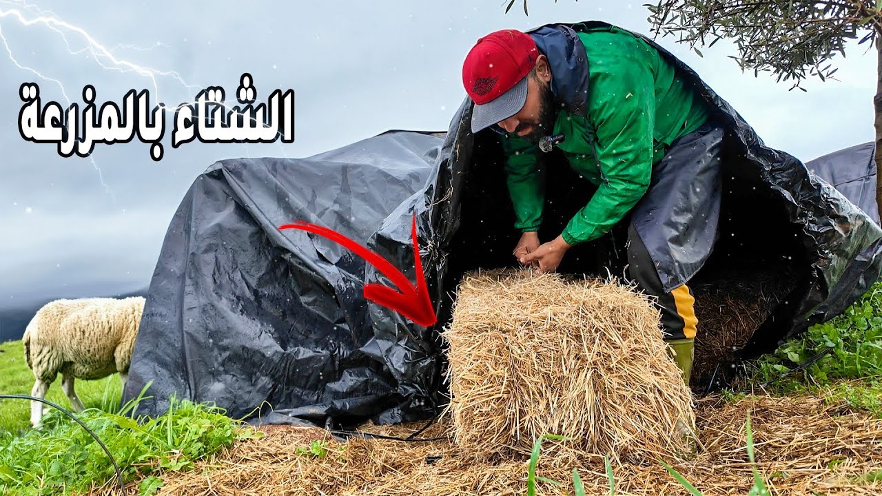 يوم صعب في المزرعة… لكن الأغنام أولًا /🌧️🐑
