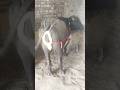ग य भ स अगर प छ य न फ ल द ख त ह त द श न स ख Short Viral Video 
