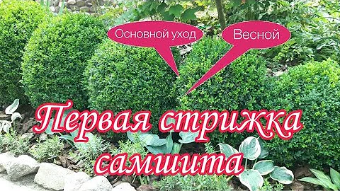 Первая Обрезка Самшита Весной.Основной Уход.Обработки.Полив.Нюансы стрижки.Уход за садом в Апреле.