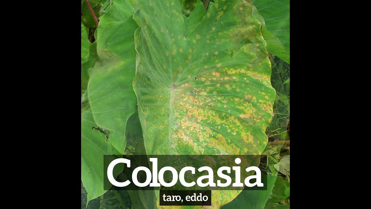 How Does Colocasia Look? How to Say Colocasia in English? What is