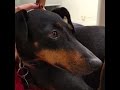 Moet the Manchester Terrier の動画、YouTube動画。