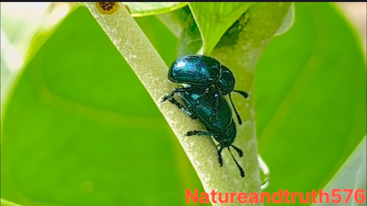 Blue mint beetle #nature #nikonfm2 #insects #outdoorphotography # ...