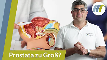 Wie groß ist die Prostata in cm?