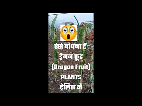 Dragon Fruit Plant