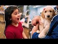 SURPRISED ARIEL WITH A GOLDENDOODLE PUPPY!!