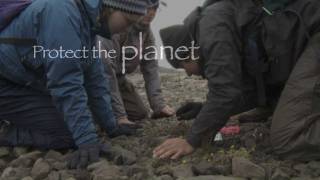 Adaptations of Arctic Plants