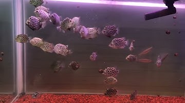 Cá nâu thuần nước ngọt! Ăn thức ăn nha cả nhà!!