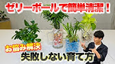 おうちでできる超簡単 水耕栽培 Youtube