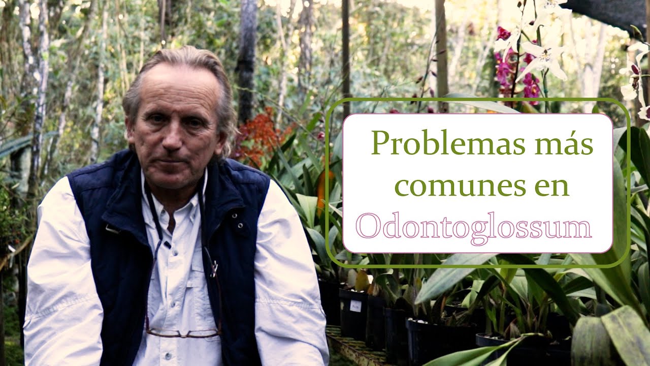 Problemas más comunes en Odontoglossum | Alma del bosque