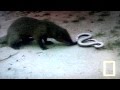 Cobra vs. Mongoose best fight ever