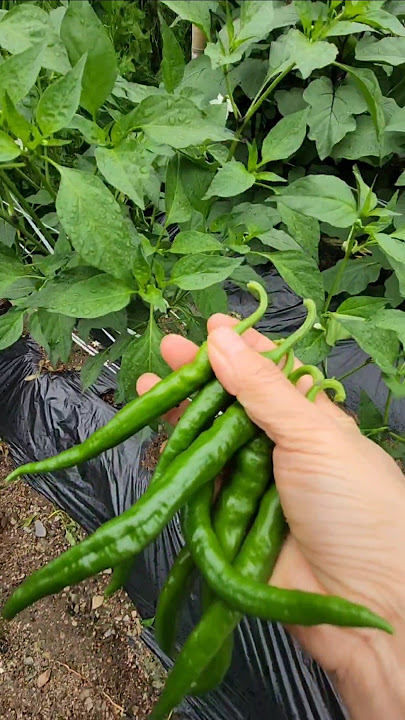 Jang Yoon-jeong #Love #Countryside garden #Pepper #Spicy radish