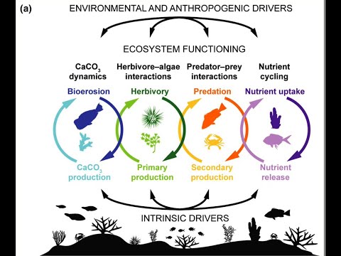 Vídeo: Por que um ecossistema mais diverso é mais estável?