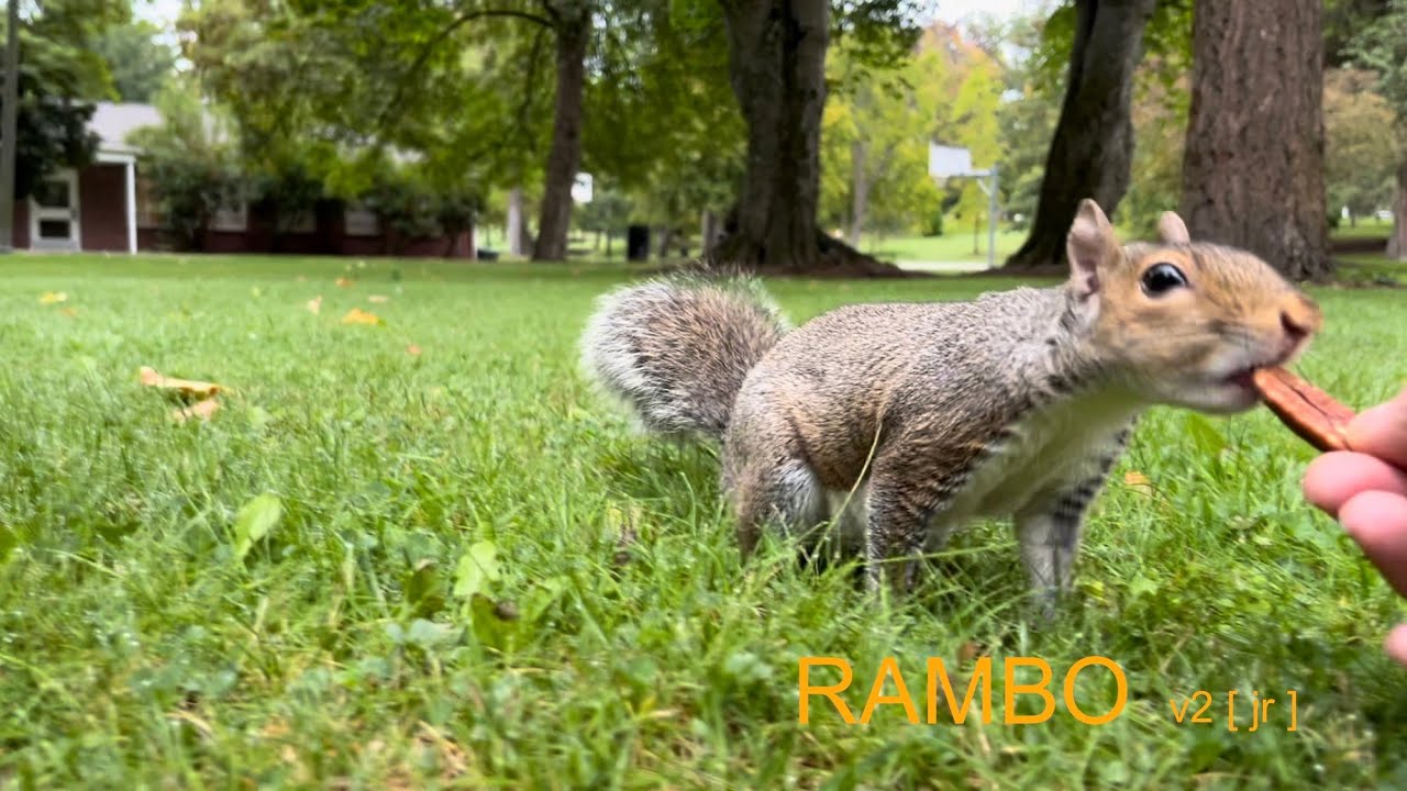 Squirrel: RAMBO v2 [ jr ] - Tacoma Washington 20240916 - YouTube