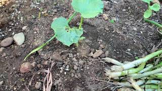 How to grow green onions from cuttings to eat and collect seeds