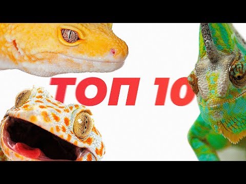 Топ 10 ящериц для содержания дома.