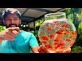 ഇങ്ങനെ ചെയ്താൽ കൂടുതൽ കുഞ്ഞുങ്ങളെ കിട്ടും | Balloon red platy fish farming