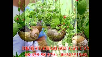 , 0932351948.]] dịch vụ cắt cỏ, trồng cây xanh sân vườn quận bình thạnh.tphcm