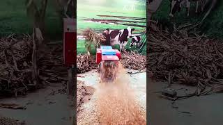 Cutter machine for farming feed animals #fcnfm #farmmachine