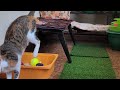 Olive & Ginger 🐾 | Cute Indian Cats • Daily Cat Life • Funny & Relaxing Moments | #cats #catshorts