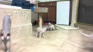 Closeup Video of Three Peterbald Kittens Playing with a New Toy by mkant69 129 views 11 years ago 1 minute, 51 seconds