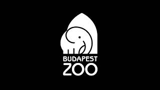 Animals Glow at Budapest Zoo! 🦁🐼 Lantern Festival 2025 | 世界动物灯展🏮布达佩斯动物园