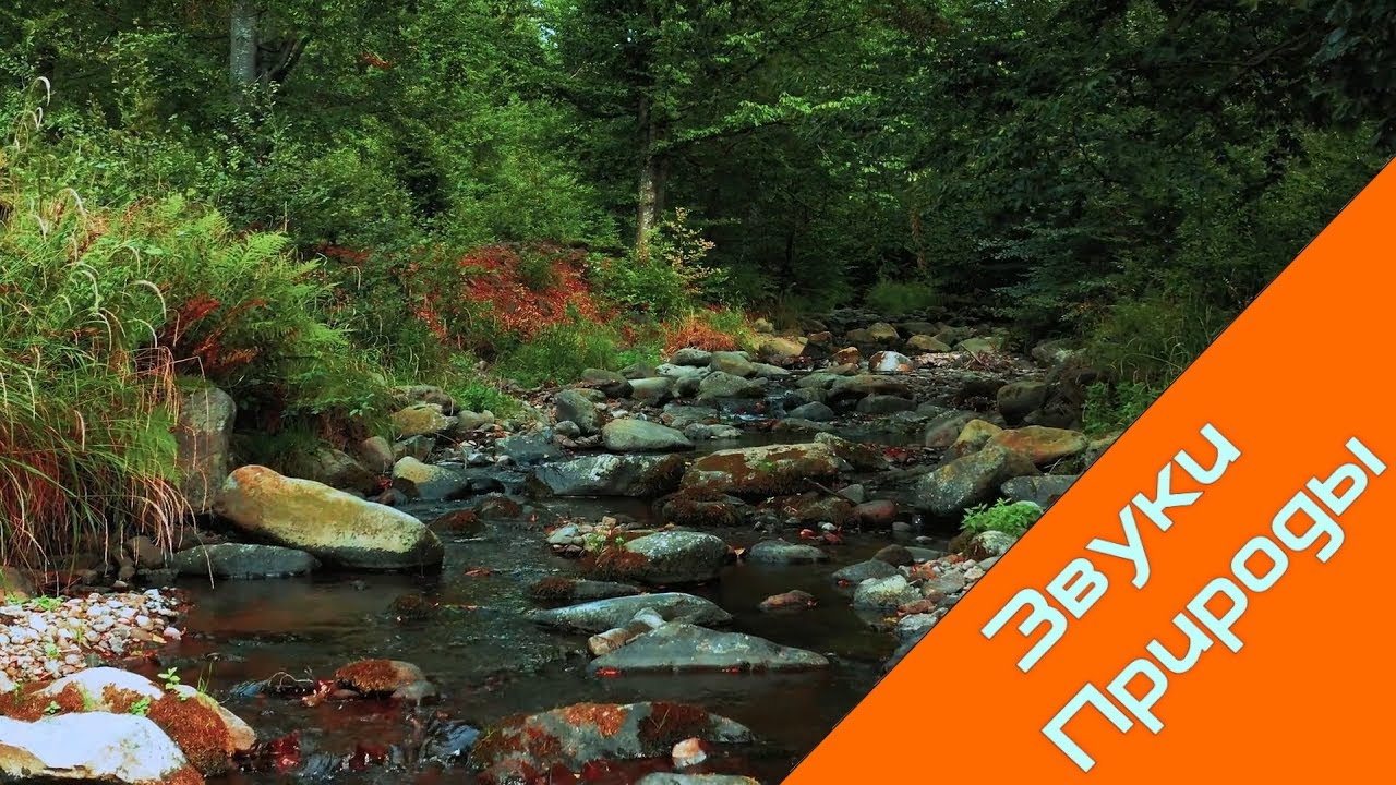 звуки природы под музыку рахманинова. звуки живой природы леса пение птиц журчание ручья шум леса. ручей певучий. журчание ручья и пение птиц. лесной ручей звуки природы.