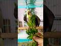 😍Pampering 😻Cockatiels#shortsfeed #cockatiel