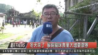 1041026觀天下新聞HD08 瑞芳區冬天來了 猴硐貓咪食量大增要禦寒