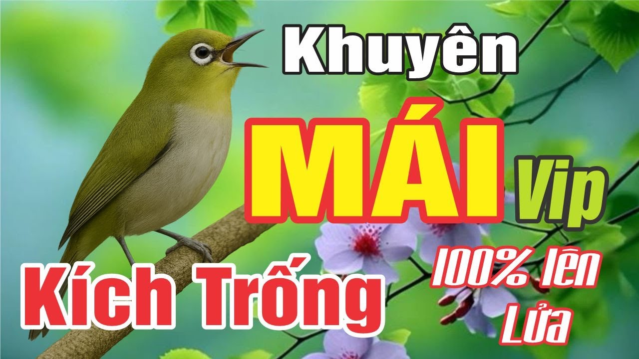 Khuyên Mái Kích Trống Nhanh Căng Lửa - Cách Dìu Bổi Nhanh Mở Mỏ Ra Giọng | Tiếng Kích Đỉnh Cao