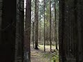 Первомайский Домодедовский лес)