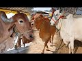 #साहीवाल गिर #गंगातीरी नस्ल की गाय खरीदना चाहते है तो बिहार का चौसा मंडी आपके लिए सबसे सही |Desi Cow